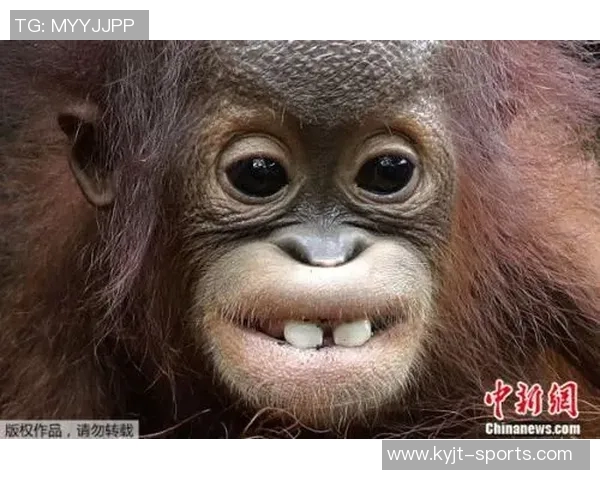 维尼修斯本菲卡社媒评论引发22万条热议猩猩猴子表情包成主角